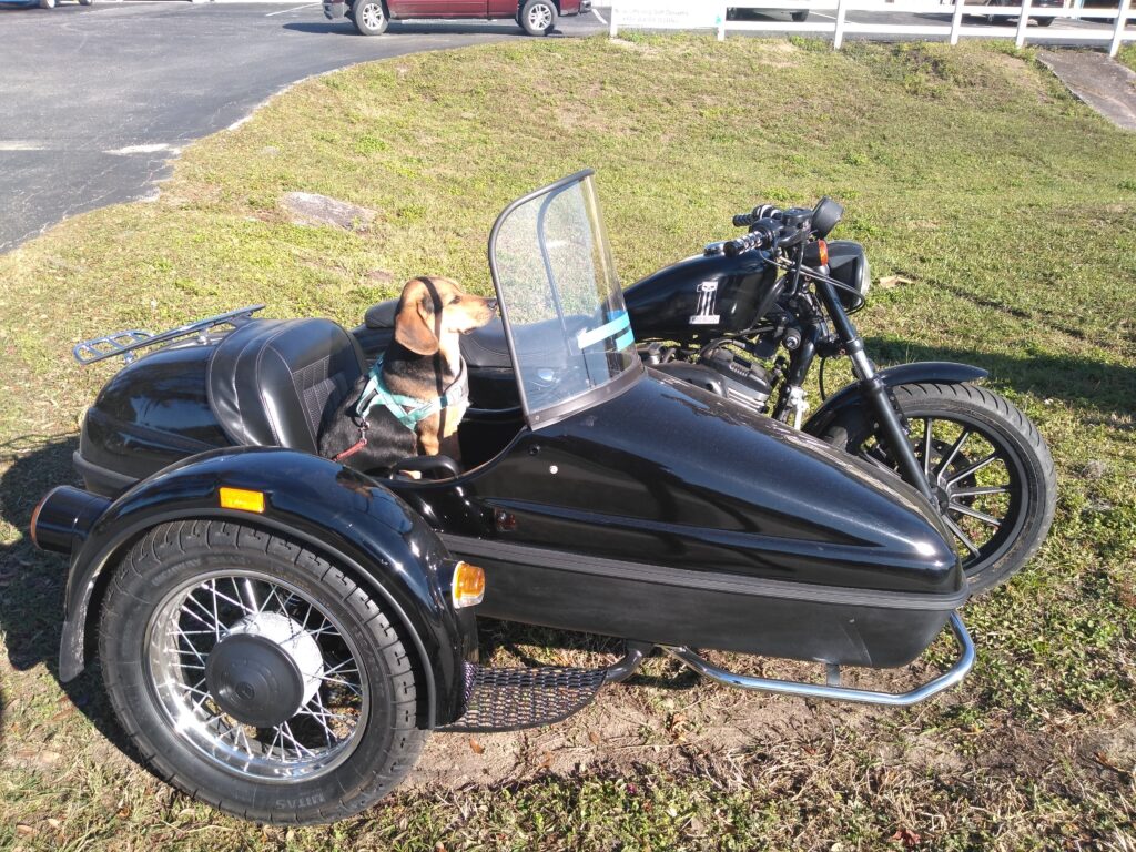 Trouble the beagle in his sidecar